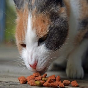 cat food product